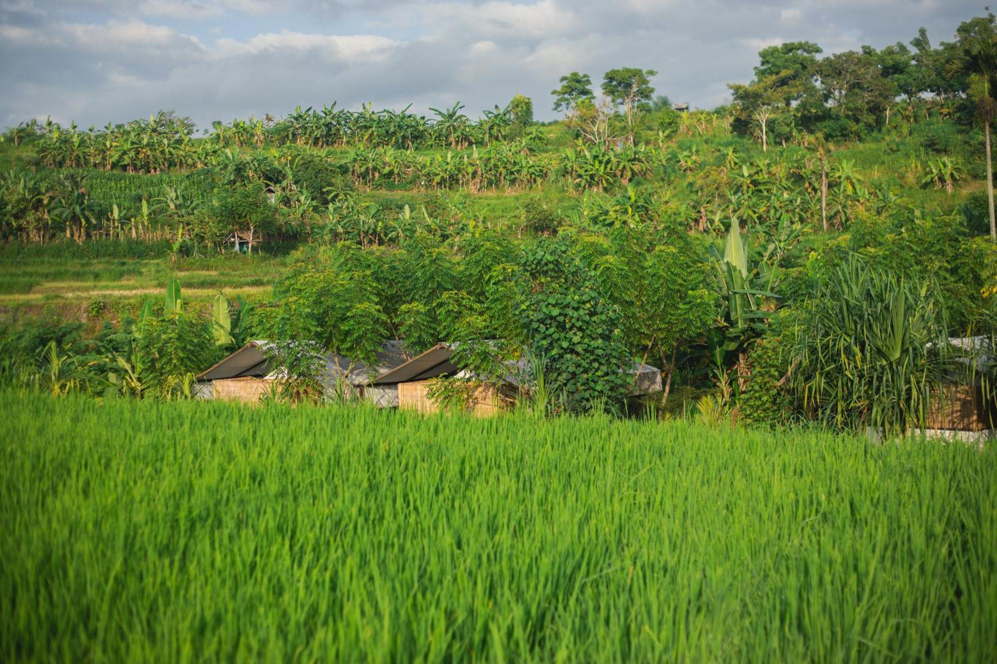 Camani Glamping Karangasem